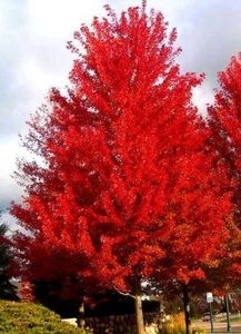 klon tatarski - dekoracyjne drzewo o ognistych czerwonych liściach